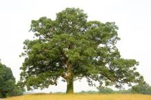 white_oak_1_of_1.jpg