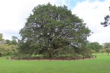 Quercus canariensis in Cornwall Park, Epsom, Auckland, New Zealand, the champion specimen in New Zealand, planted in the 1920s, 27.2 m tall with a trunk diameter of 209 cm (G. Collett pers. comm. 2026) © Gerald Collett Quercus canariensis in Cornwall Park, Epsom, Auckland, New Zealand, the champion specimen in New Zealand, planted in the 1920s, 27.2 m tall with a trunk diameter of 209 cm (G. Collett pers. comm. 2026) © Gerald Collett