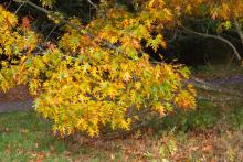 Quercus ×benderi at Kew Quercus ×benderi at Kew