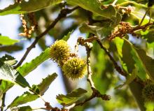 Quercus afares, Kew, © James MacEwen