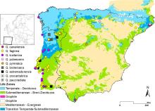 Figure 1: Iberian White oaks sampling distribution. Sampling locations are placed above the main biogeographic lifezones obtained by modelling deciduous (Temperate-Eurosiberian) and brevi-deciduous/marcescent (Submediterranean) oaks, with the overlap of both lifezones considered to be transitional (Eurosiberian-Submediterranean). Squares represent true roburoid oaks and circles represent former Sect. Dascia and Sect. Galliferae species. Adapted from Vila-Viçosa et al. (2019). Taxon labels reflect the origin