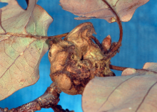 The gall formed by the asexual generation of Andricus coriarius on putative Q. robur, Wiesbaden, Hessen, Germany