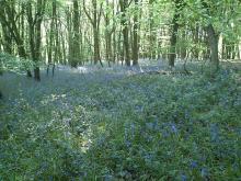 Spring in Wytham Woods  © Paul Trafford.  Reproduced under the Creative Commons Attribution 2.0 licence