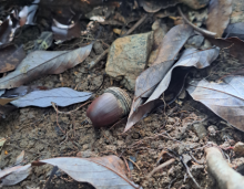 Quercus miyagii acorn and dried leaves