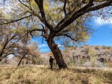 National Champion Quercus robusta