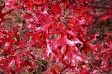 Quercus ellipsoidalis - Guy Sternberg