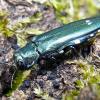 Agrilus biguttatus, commonly known as the oak splendor beetle or the two-spotted borer