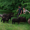 Jacqui and Tom introducing their flock of Badger Face Torwen sheep to the delights of tree browse  © Amanda Jackson and Pembrokeshire Agroforestry