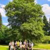 Group photo with champion Quercus arkansana in Bokrijk Arboretum