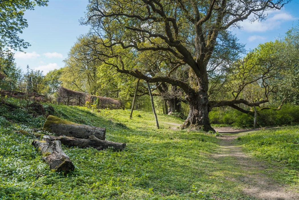 Macbeth Tree Oaks in Scotland: An Unresolved Question? | International Oak Society